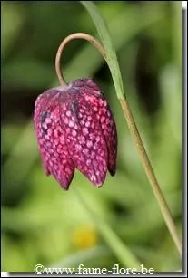 C'est son jour de générosité. Il m'autorise à admirer les fleurs.