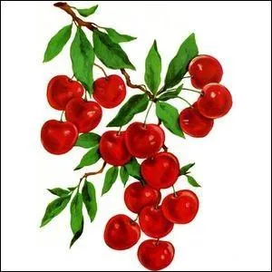 Oh ! Les oiseaux picorent les cerises. Il est en colère.