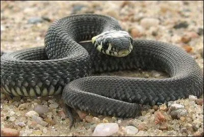 Quel est ce serpent ?