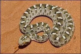 Quel est ce serpent ?