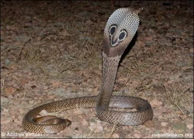 Quel est ce serpent ?