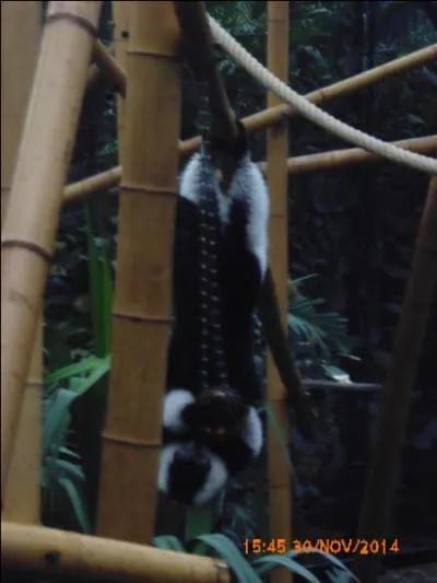 Ce singe noir et blanc a un nom assez long, c'est...