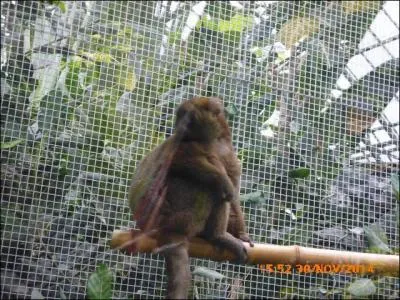 Ce petit singe est le...