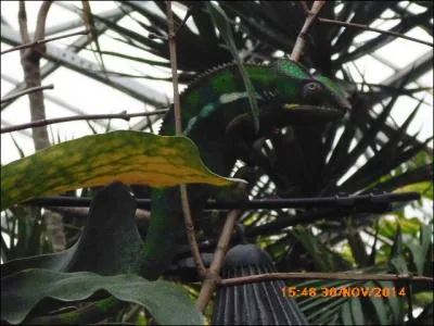 Le caméléon peut arborer uniquement des couleurs unies.