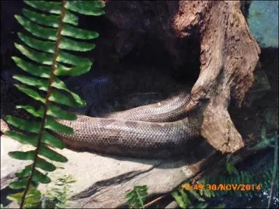 Ce boa arboricole vient...