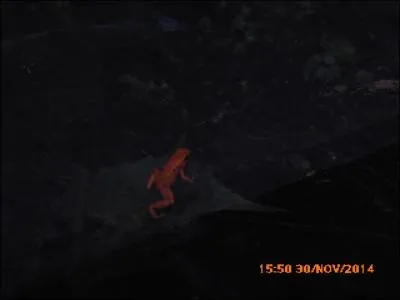 Cette petite grenouille orange est appelée...