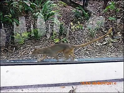 Ce mammifère carnivore vit à Madagascar et mesure 35 cm au garrot. Qui est-il ?