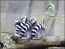 Ces lémuriens sont des...