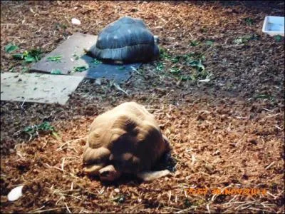 Cette tortue se nomme tortue rayonnée ou tortue...