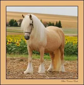 Les Tinkers peuvent servir à l'attelage mais aussi bien être montés.