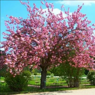 Quel est le nom de cet arbre ?