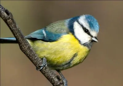 Quel est le nom de cet oiseau ?