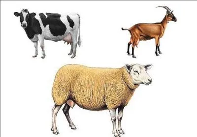 L'amou est un fromage, à pâte pressée non cuite. Quel lait a-t-on besoin pour sa fabrication ?