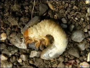 Vous cherchez un insecte nuisible. Quel suffixe ajoutez-vous au mot suggéré par l'image ?