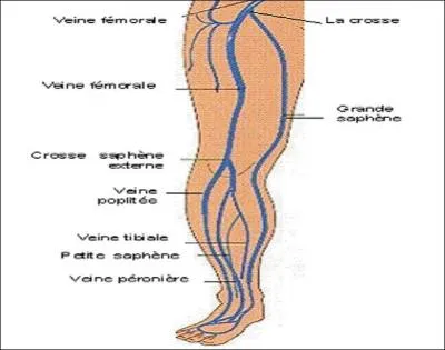 Quelle préfixation choisissez-vous pour l'ajouter au mot de l'image, et ainsi obtenir une plante ?
