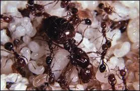 Comment appelle-t-on un groupe de fourmis qui vivent ensemble ?