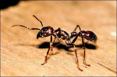 Combien d'espèces de fourmis existe-t-il en France ?