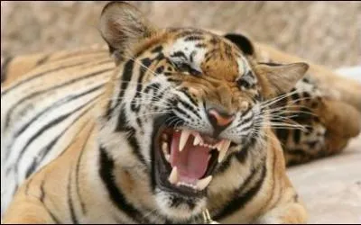 Un tigre et une lionne (ou un lion et une tigresse) peuvent-ils se reproduire (faire un bébé ensemble) ?