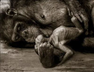 Trouvez, par le biais de la photo, le nom d'une protectrice des animaux !