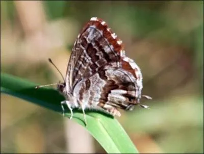 Franchement, Lotoise, tu sèmes le désordre ! Tu aimes jouer les --------. Je ne vois pas de rapport avec l'illustration, déjà que pour la précédente ne servait à rien !