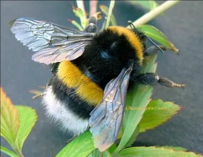 On les oublie. Quels sont ces insectes ?