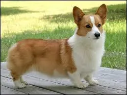 D'après la photo, quelle est cette race de chien ?