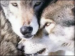Chez le loup, quel est le sens connu pour être le plus développé ?