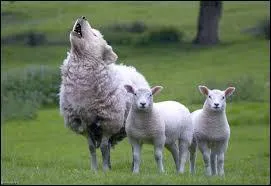 En voyant la photo, quelle expression vous vient à l'esprit ?