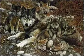 Il est connu que les loups vivent :