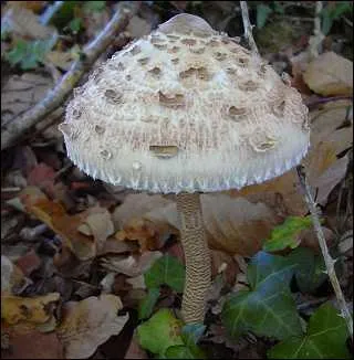 Quelle est l'espèce de ce champignon à anneau, sans volve et au chapeau squameux ?