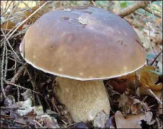 Quelle est l'espèce de ce champignon à tubes ?