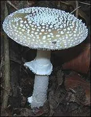 Quelle est l'espèce de ce champignon à anneau et volve ?