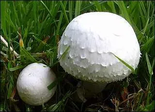Quelle est l'espèce de ce champignon à anneau et lamelles roses ?