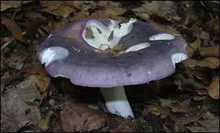 Quelle est l'espèce de ce champignon dont le pied est cassant comme de la craie ?