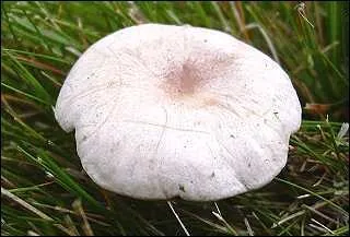 Quelle est l'espèce de ce champignon dont les lamelles descendent le long du pied ?