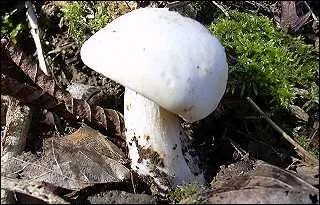 Quelle est l'espèce de ce champignon dont les lamelles ne descendent pas le long du pied ?