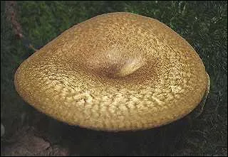 Quelle est l'espèce de ce champignon dont les lamelles descendent le long du pied et brunissent quand on passe l'ongle dessus ?