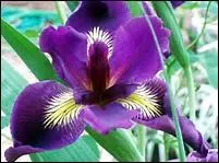 Pour avoir le nom d'un dieu égyptien, quel nom ajoutez-vous à celui imposé par l'illustration ?