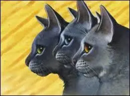 Qui est la mère adoptive des deux chatons ?