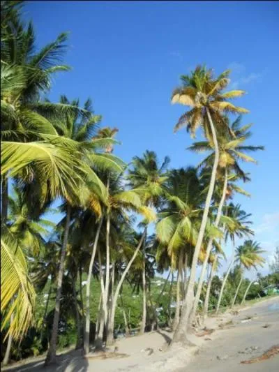 Le palmier n'est pas un arbre. Qu'est-il donc alors ? (Indice, l'amour est dans le pré)