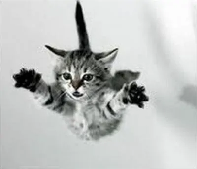 Les chats retombent-ils toujours sur leurs pattes ?