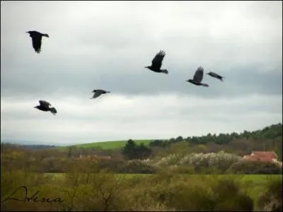 Complétez cette hymne que vous connaissez tous : "Ami, entends-tu le vol noir des corbeaux sur la plaine, Ami entends- tu...