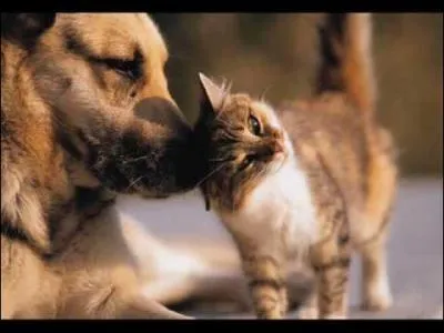 Quelle fut cette émission de Jean Pierre Hutin, présentée sur Tf1, qui vit le jour en 1976 ?