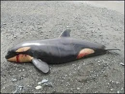 Ce mammifère marin est ... qu'on appelle aussi "une orque".