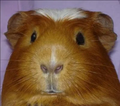 Dans ce pays, ils le préfèrent grillé ou fumé, il paraît que ça donne du goût !