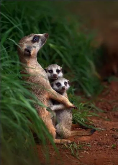 Le safari-photo vous attend, prenez l'avion pour le plus vieux désert du monde, en ...