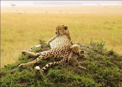C'est une région aride, sauf en période de pluies, où dominent les vastes plaines !