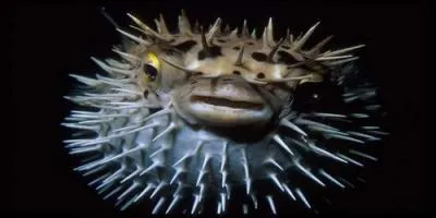 Avant de le déguster, vérifiez qu'il est préparé par un chef compétent, c'est vital, mais si vous vous décidez, prenez l'avion pour ...