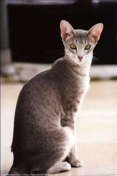 De quelle race s'agit-il ?