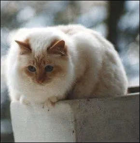 De quelle race s'agit-il ?